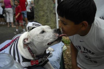 Dog Photographer