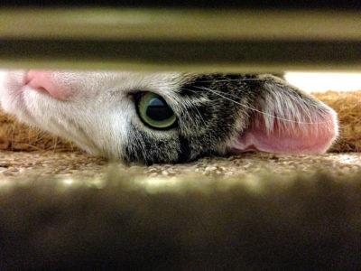 Cat Photographer