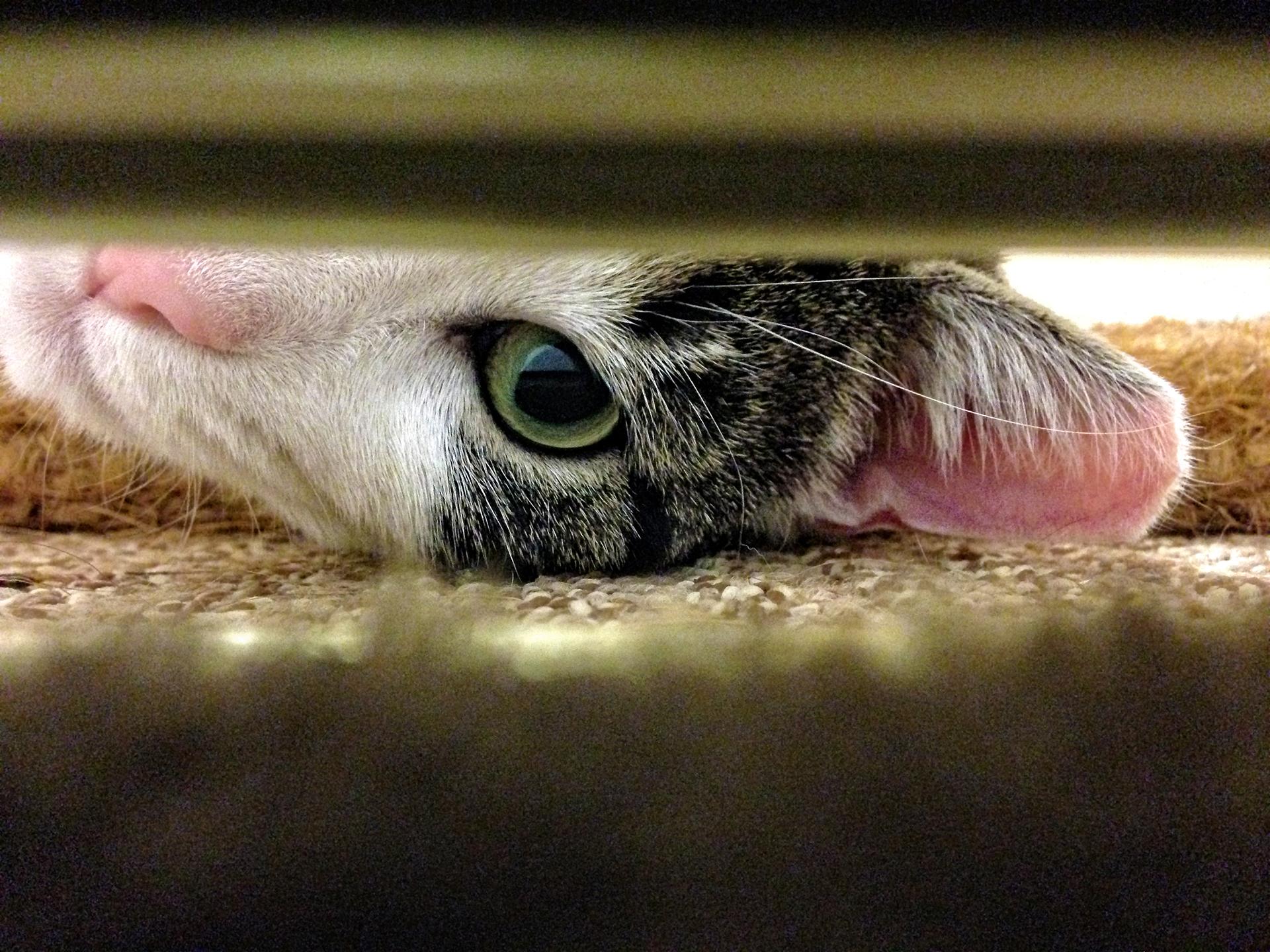 Cat Photographer