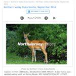 New York City Photo Walk