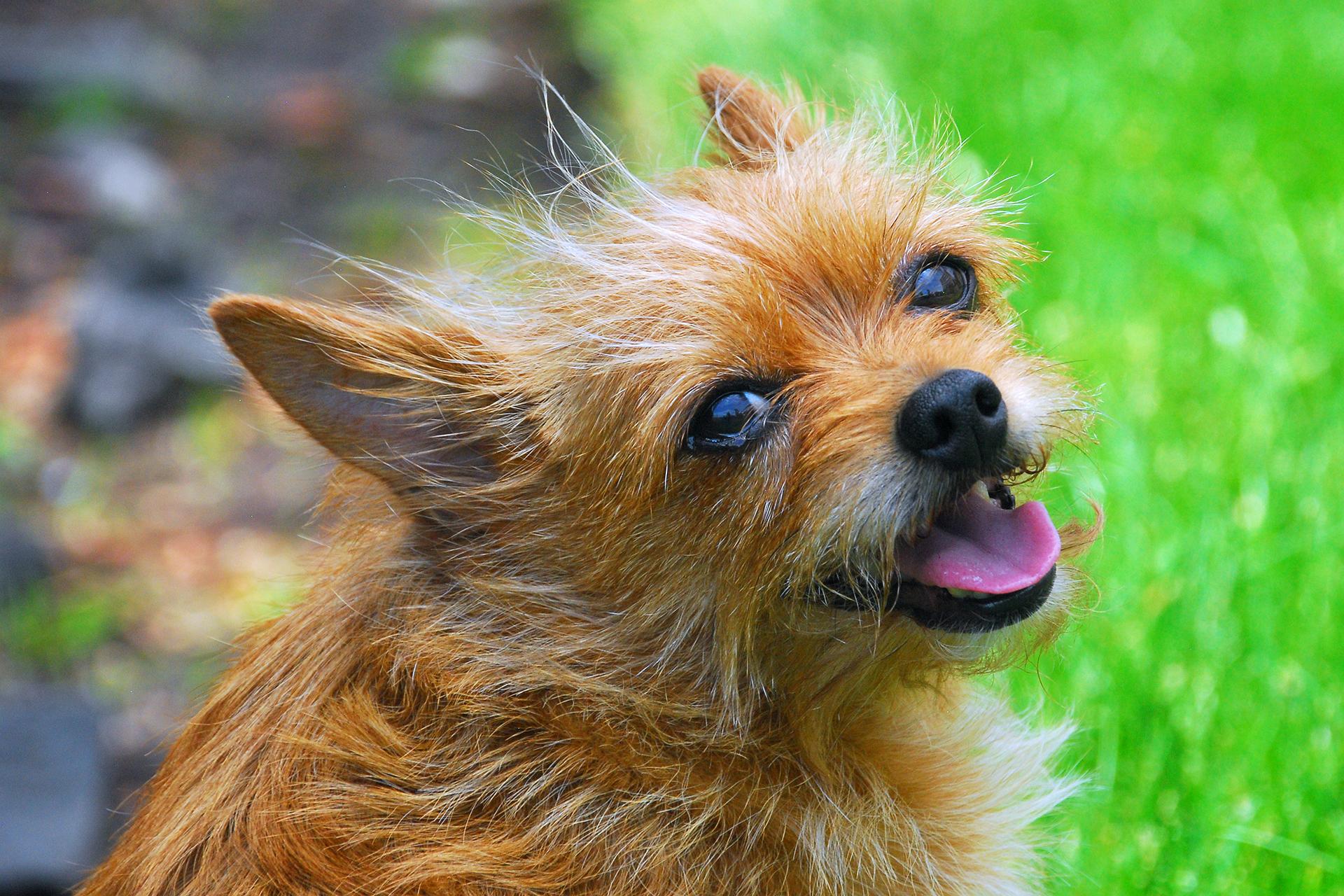Pet Photographer New York City